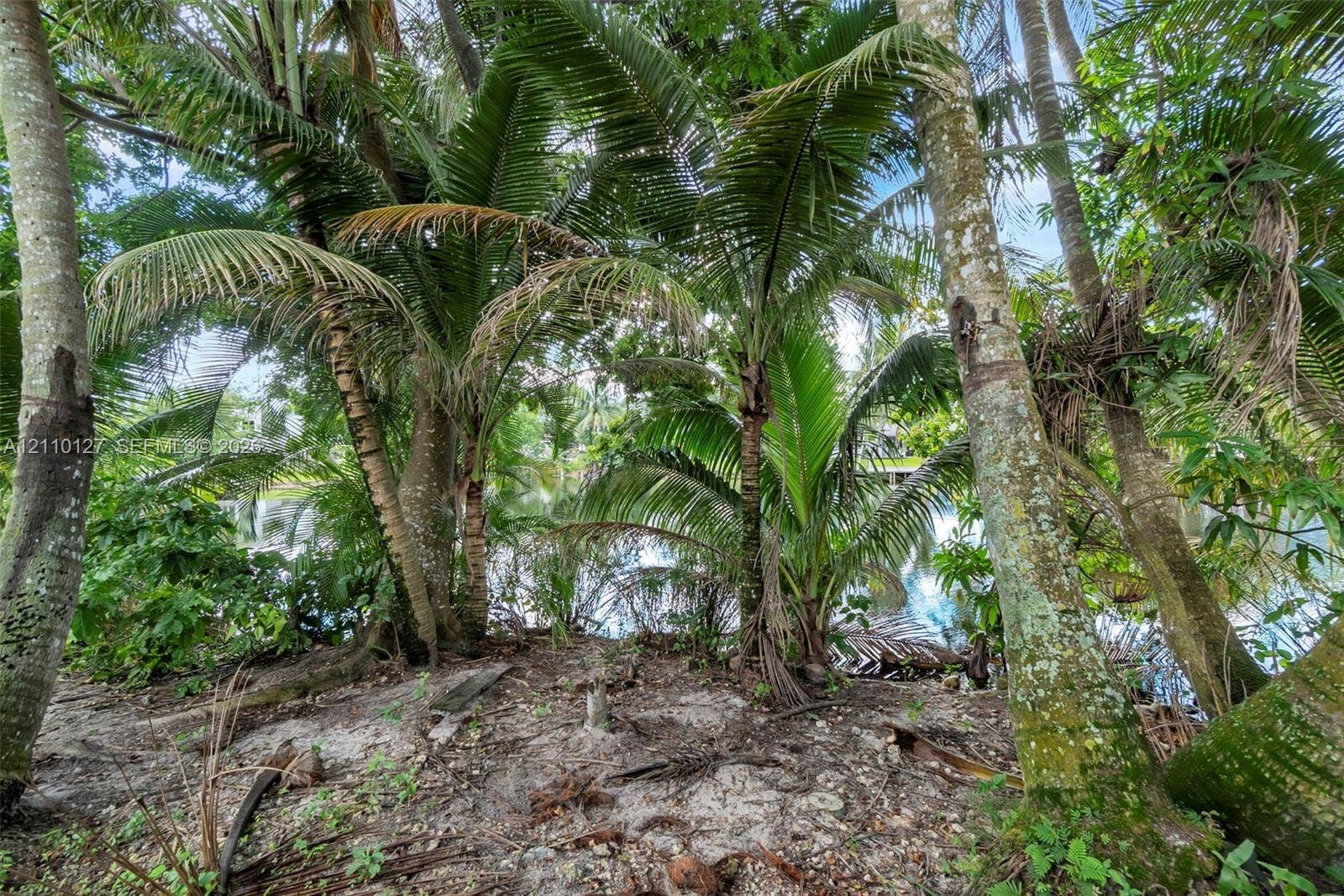 10164 SW 52nd Street, Cooper City, FL 33328 Waterfront property featuring mature palm trees, dense tropical vegetation, and natural soil terrain