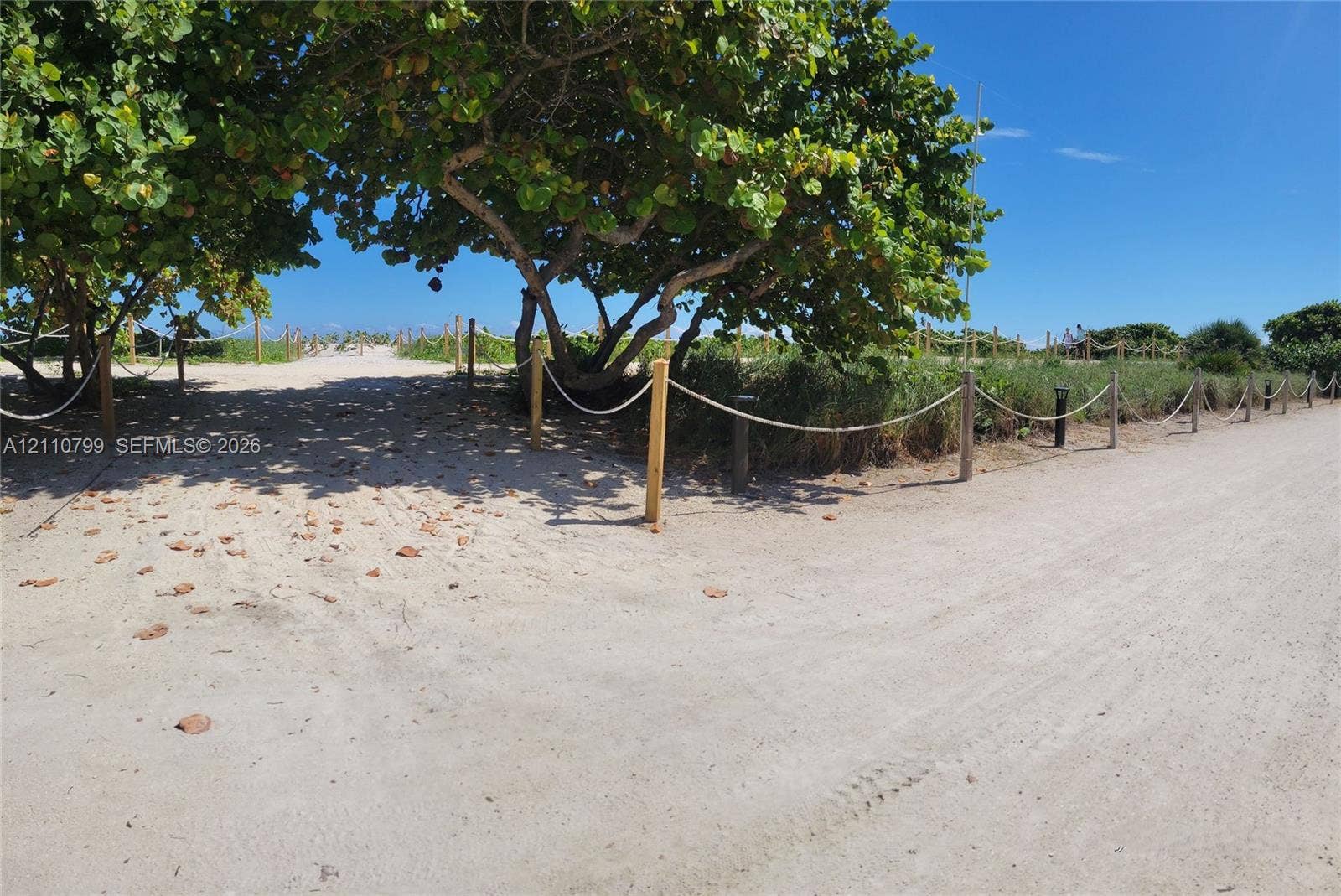 Sandy path bordered by post-and-rope fencing, shaded by mature native trees, with surrounding coastal vegetation
