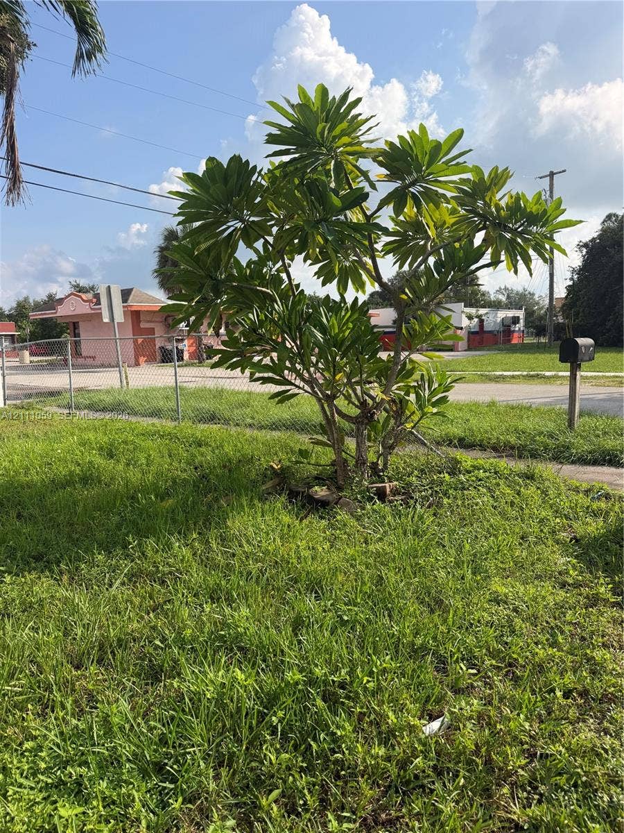 Front yard featuring a mature plumeria tree and grass lawn