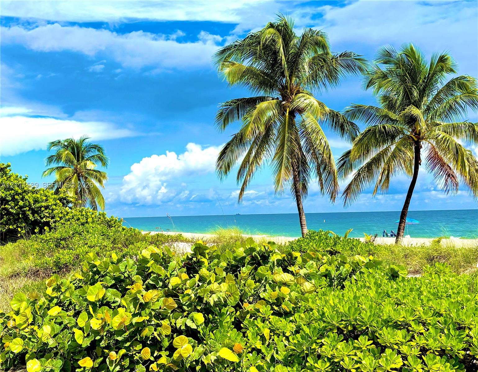 Sandy beach frontage featuring mature palm trees, dense coastal shrubbery, and ocean waters