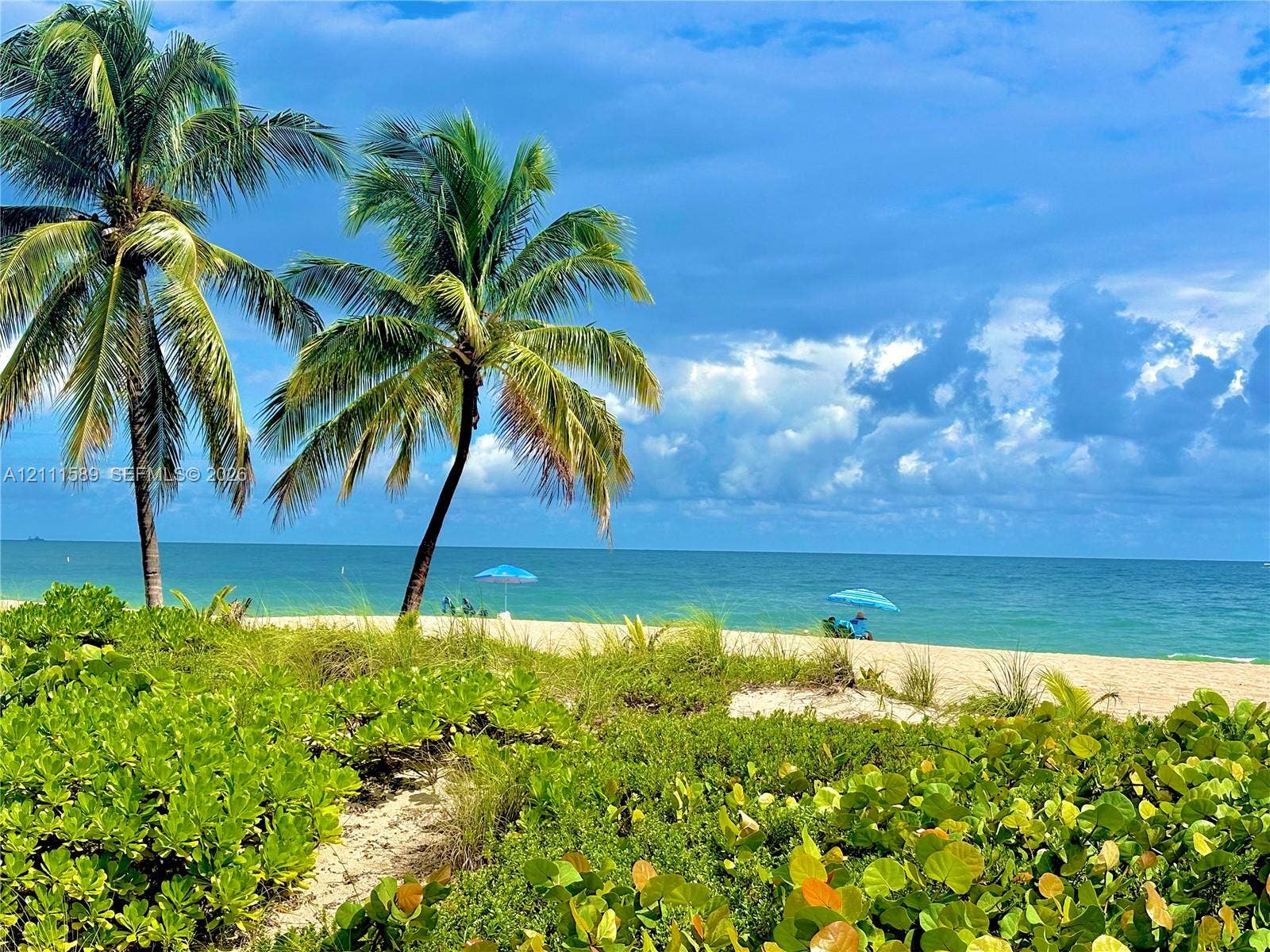 Coastal landscape featuring mature palm trees, native beach vegetation, and direct sandy shoreline access