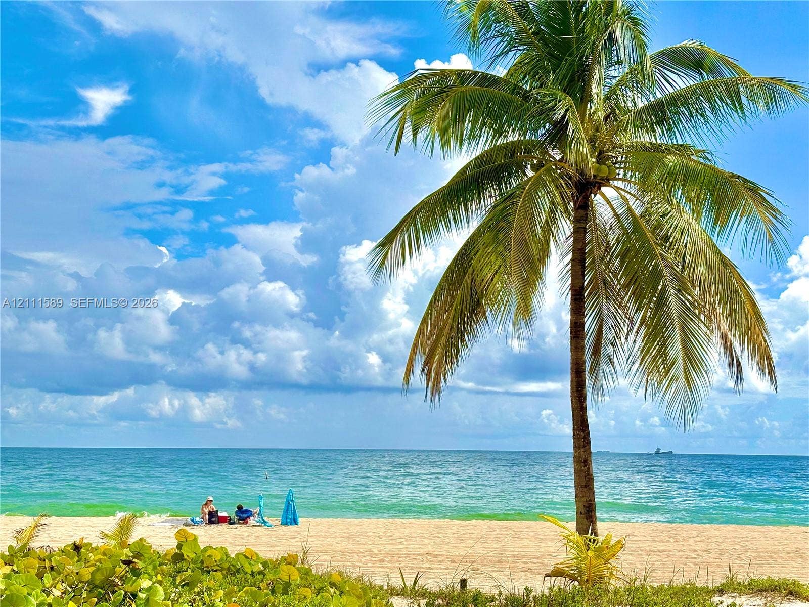 Sandy beachfront property featuring mature palm trees and coastal vegetation