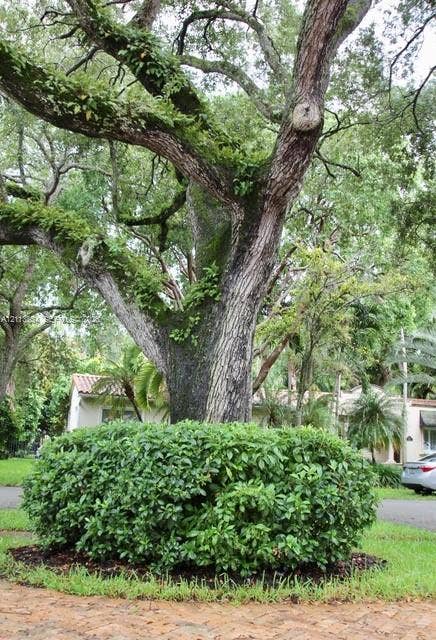 721 Tibidabo Avenue, #0, Coral Gables, Coral Gables, FL 33143 Mature oak tree with moss-covered branches, manicured shrubbery, and brick paver ground surface