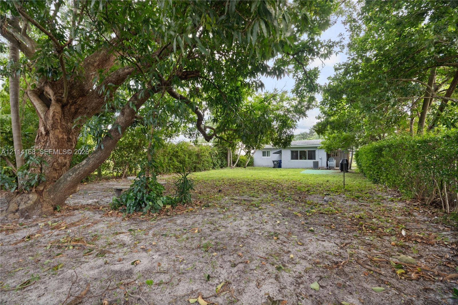 Backyard featuring mature trees, expansive lawn space, and dense perimeter hedging
