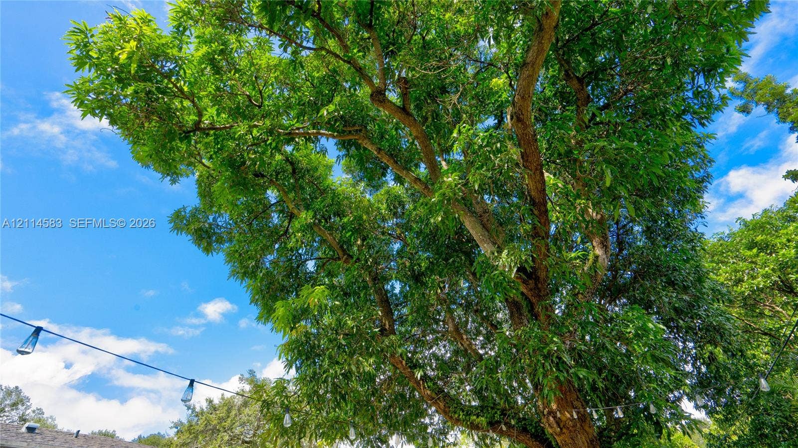 13301 NW Miami Court, Miami, FL 33168 Mature canopy tree with dense foliage and overhead string lighting
