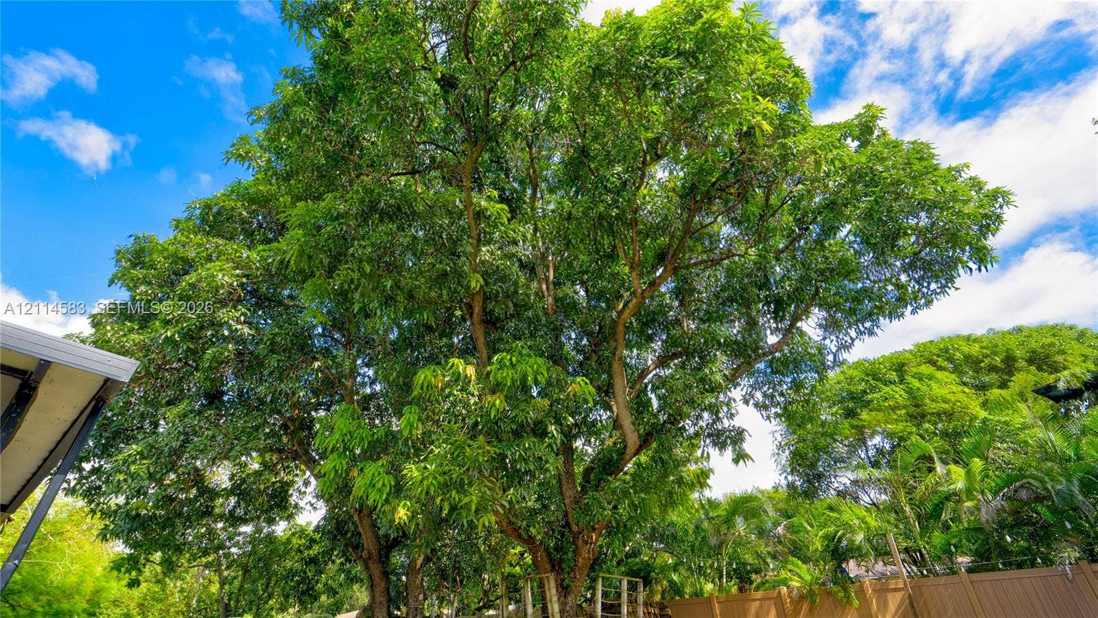 13301 NW Miami Court, Miami, FL 33168 Mature canopy tree situated within a fenced exterior area