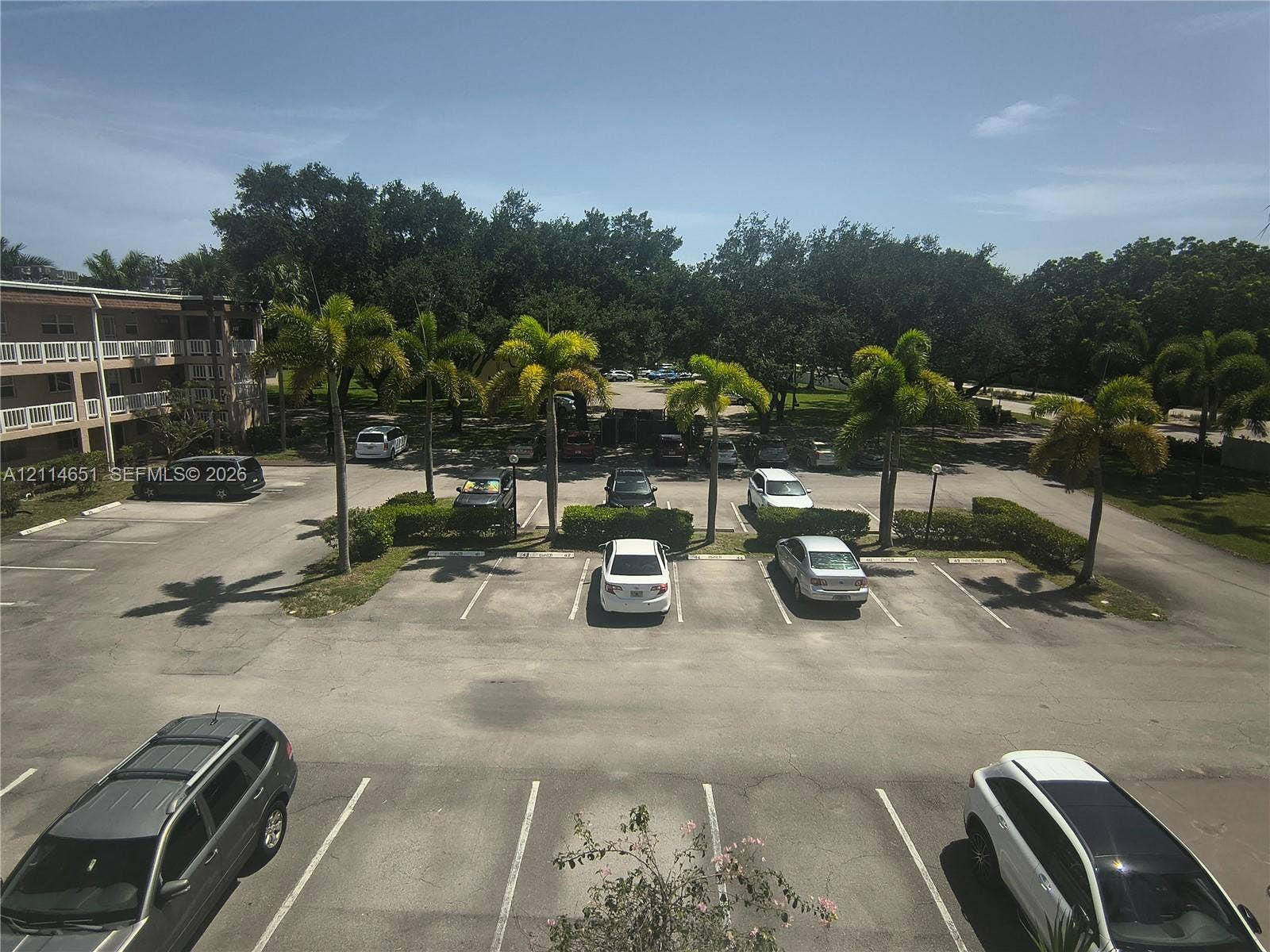 Paved surface parking area featuring perimeter landscaping, mature palm trees, and designated vehicle stalls