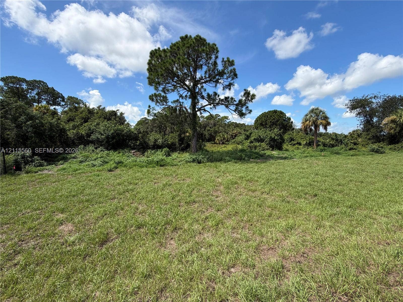 105 Concord Loop, Labelle, FL 33935 Expansive cleared lot featuring native grasses, mature pine trees, and established palm trees