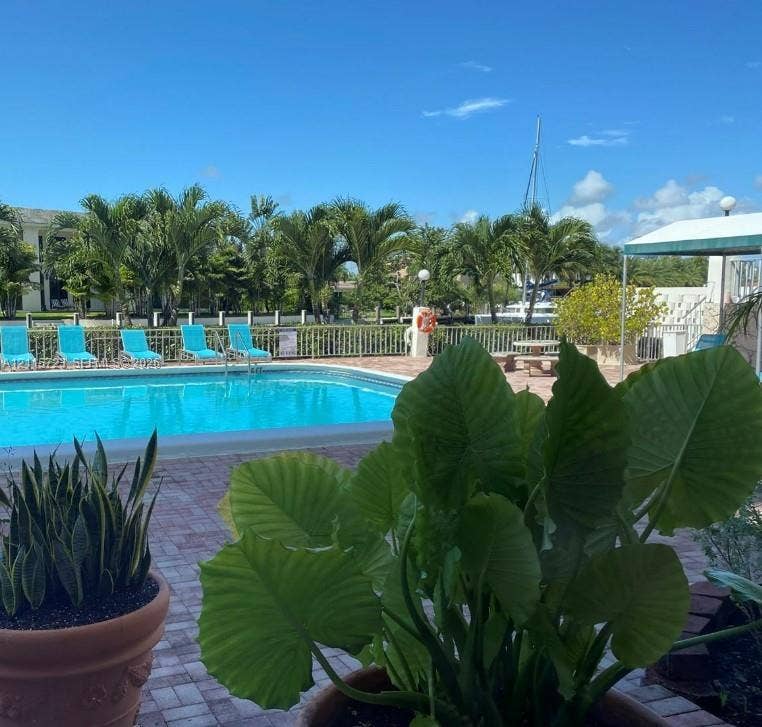 Swimming pool with paver decking, metal perimeter fencing, and mature palm landscaping