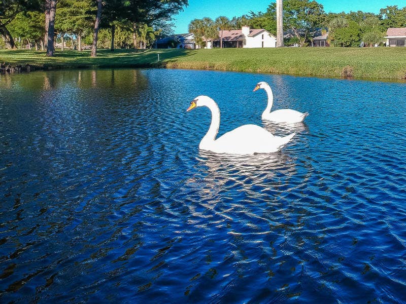 5021 Oakhill Lane, #114, Delray Beach, FL 33484 Swans