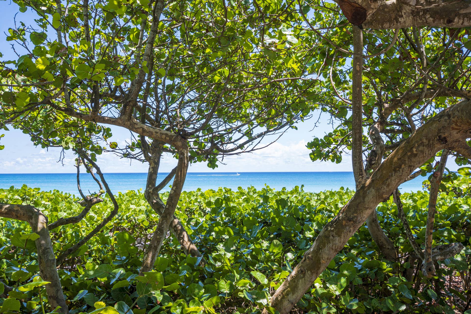 226 Moccasin Trail W, Jupiter, FL 33458 Beautiful Local Beaches