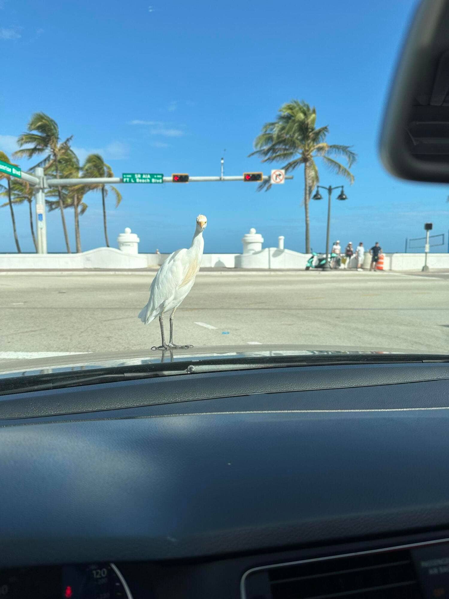 MC Egret