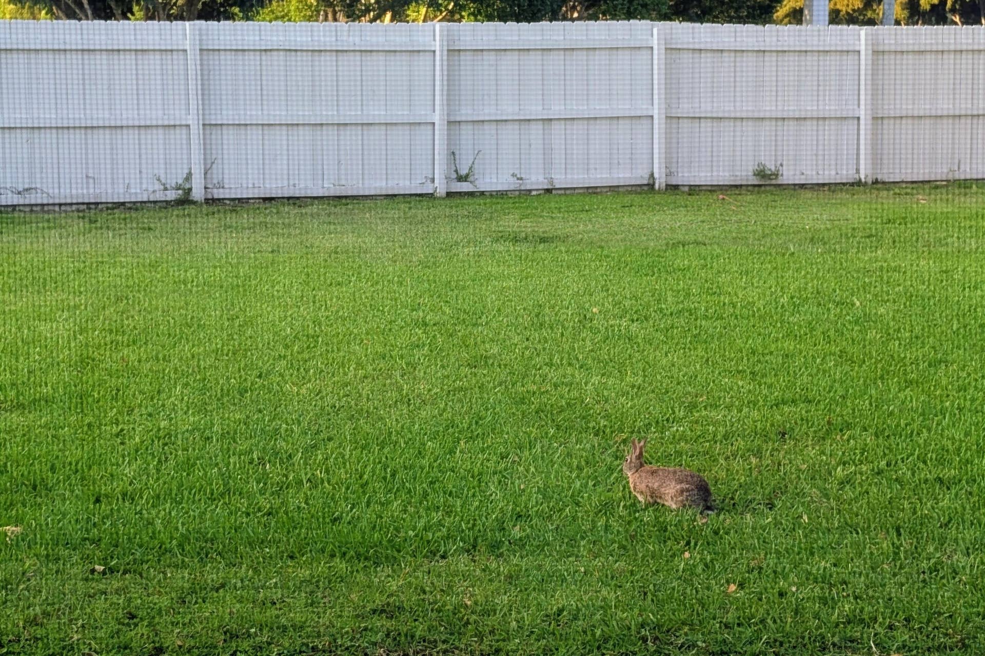 One of the many rabbits in the Community, photographed from the kitchen window