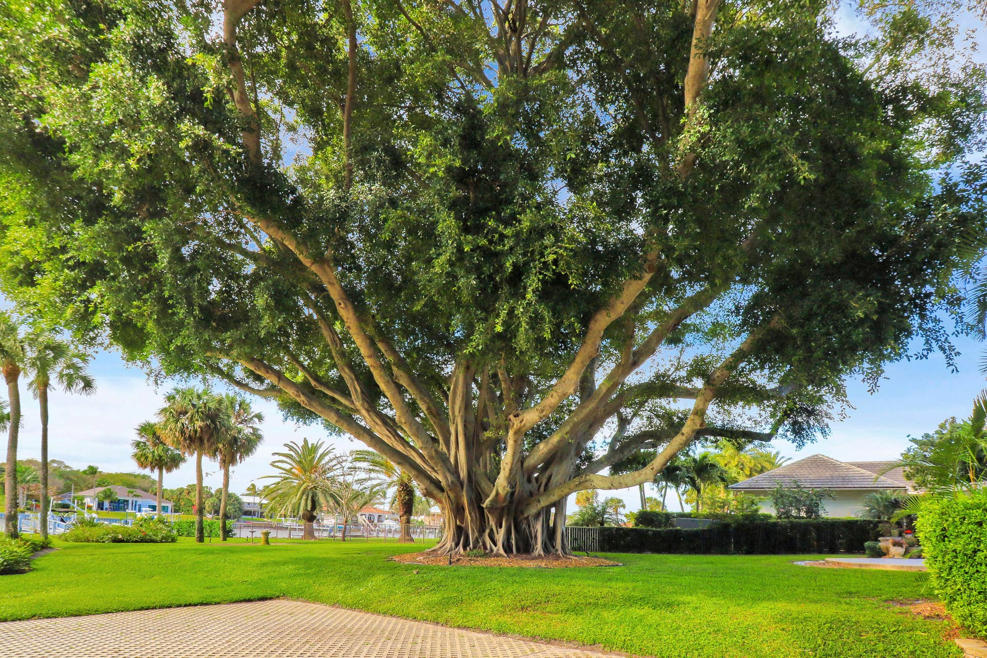 515 Bay Colony Drive N, Juno Beach, FL 33408 View of Gorgeous Banyan Tree