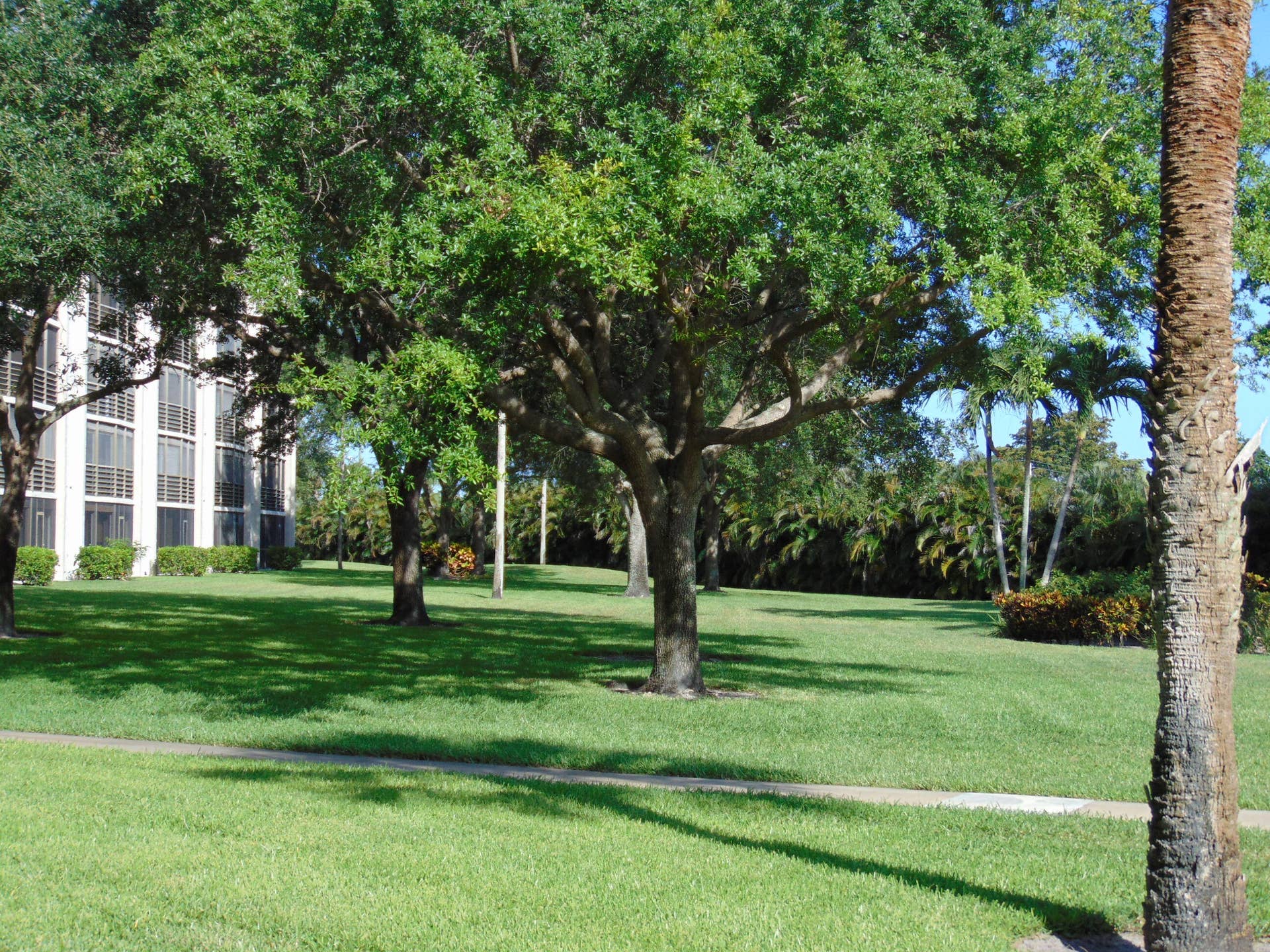 9220 SW 14th Street, #3103, Boca Raton, FL 33428 BACK YARD