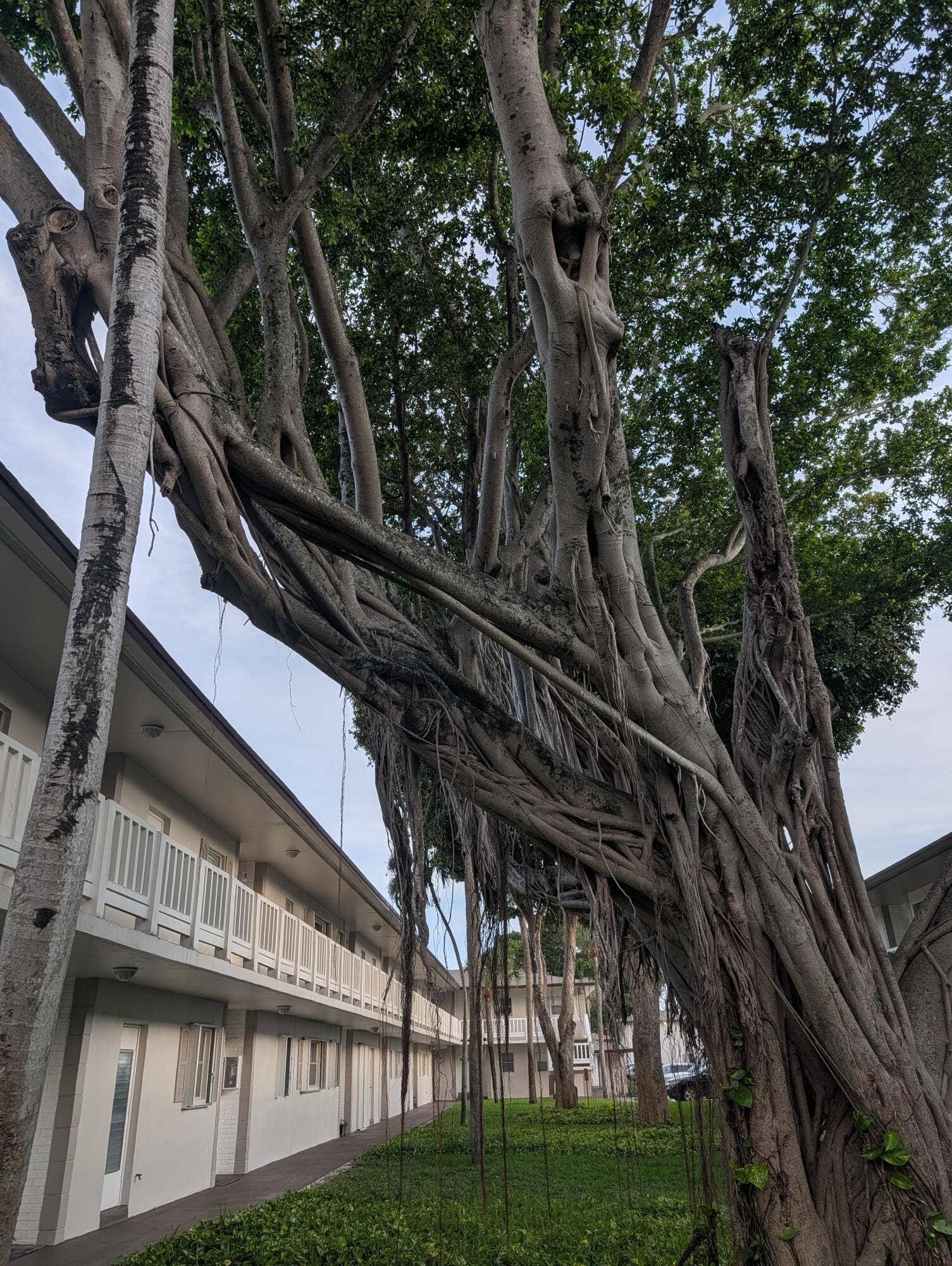430 SE 2nd Avenue, #24, Deerfield Beach, Deerfield Beach, FL 33441 TREE2