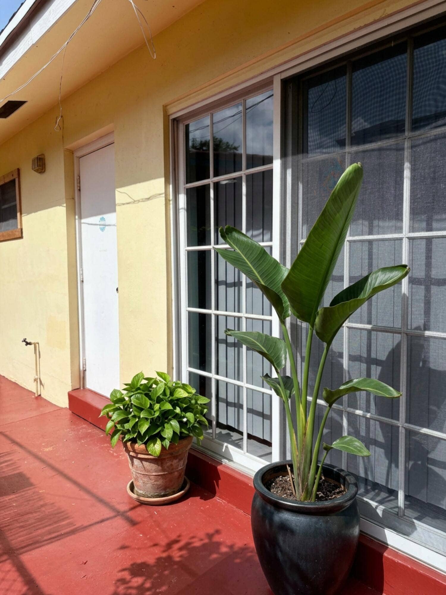 Plants Addition
