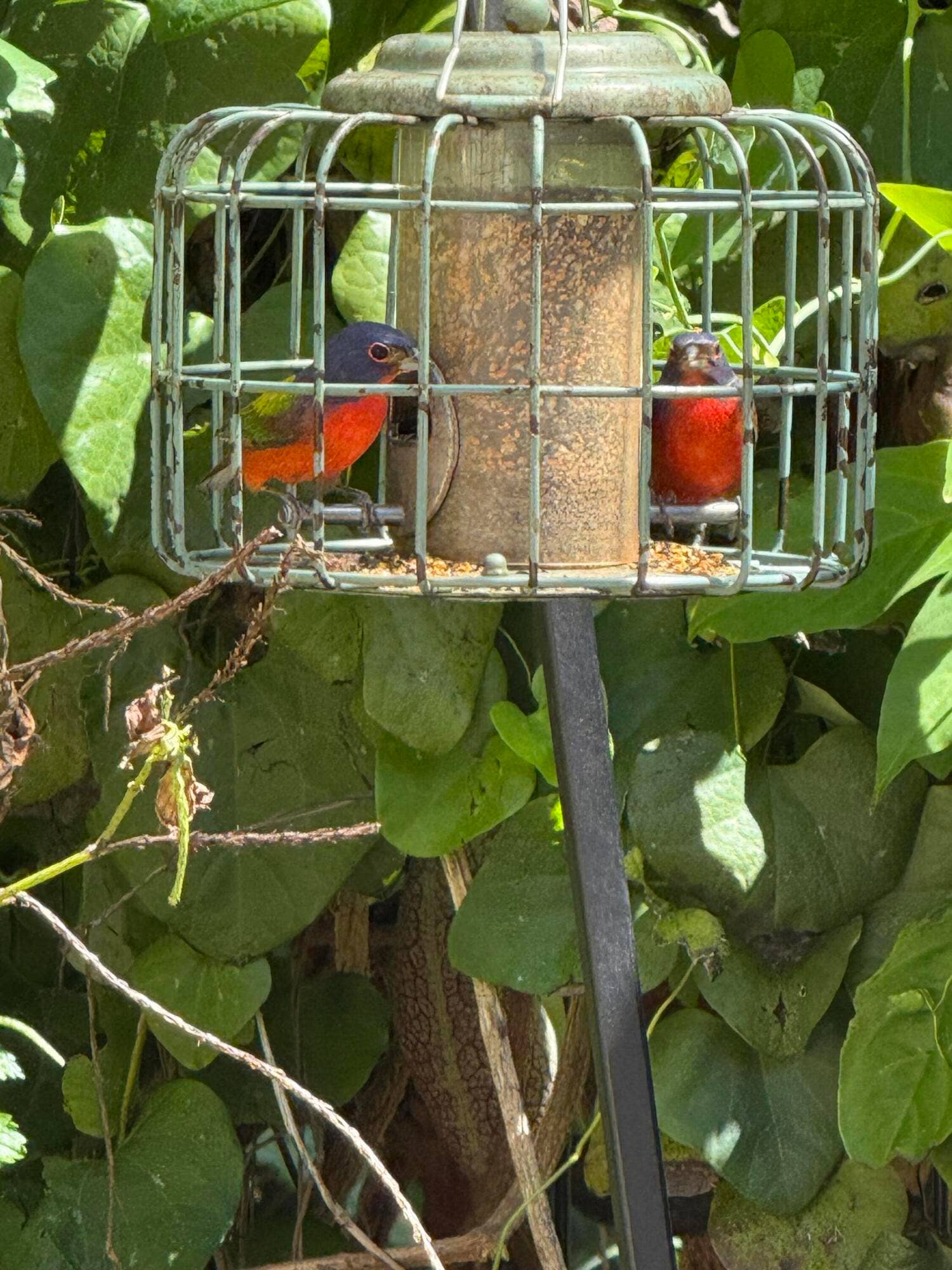 Painted Bunting Males on feeder