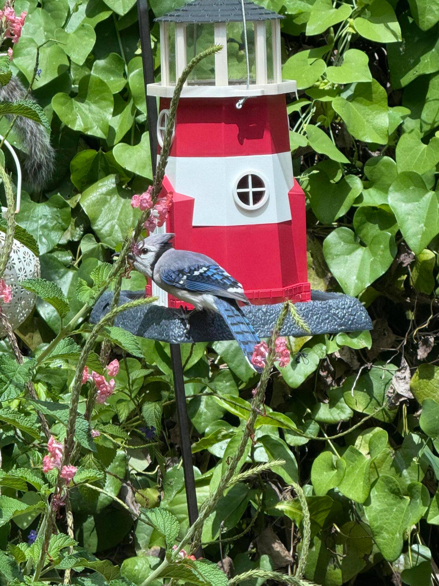 Blue Jayjpeg