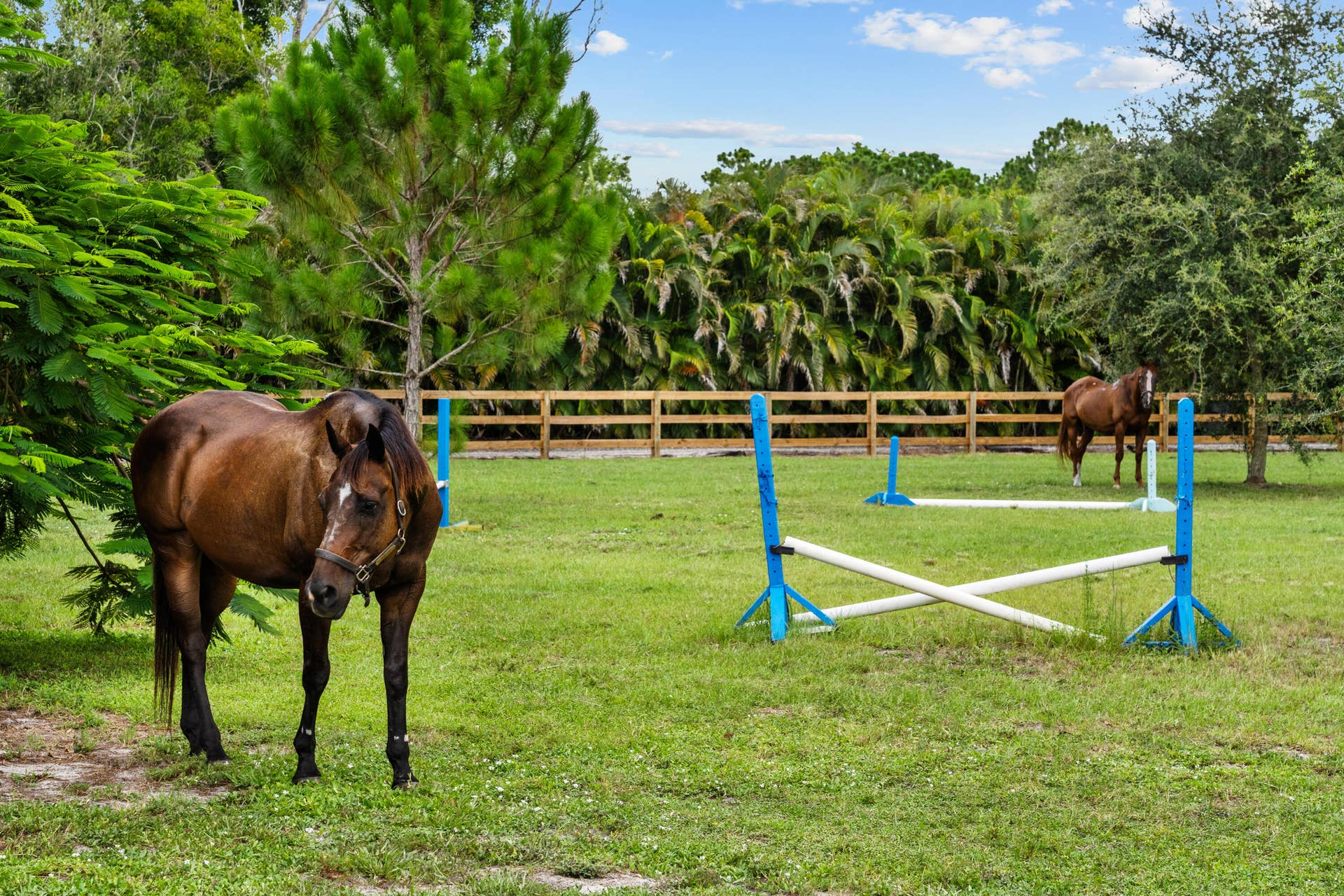 19925 Black Falcon Road, Loxahatchee, FL 33470 DSC02568
