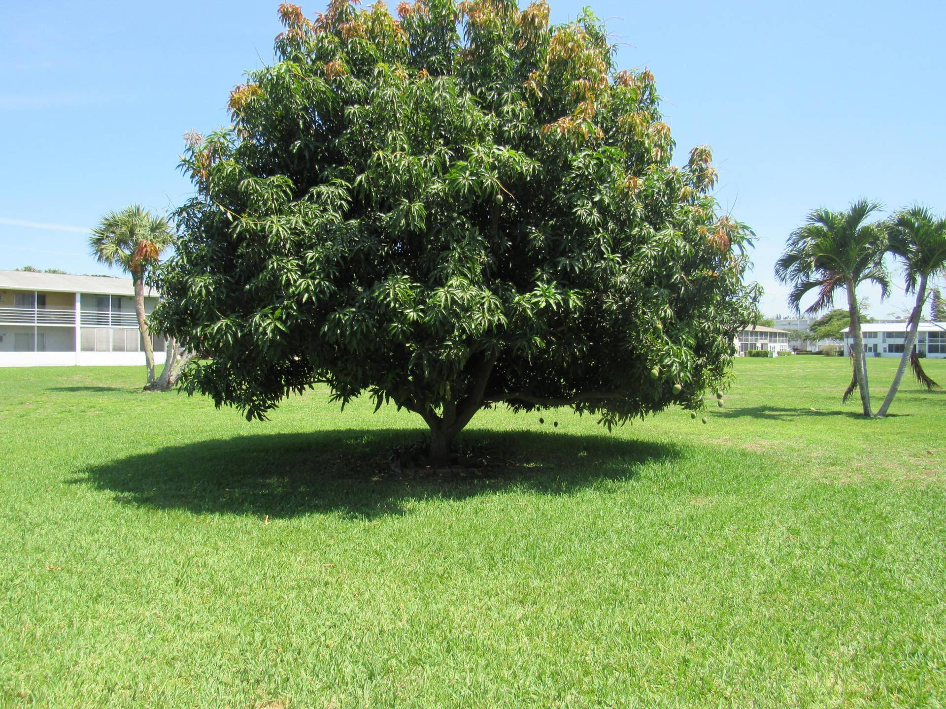 214 Berkshire K, West Palm Beach, FL 33417 IMG_1564