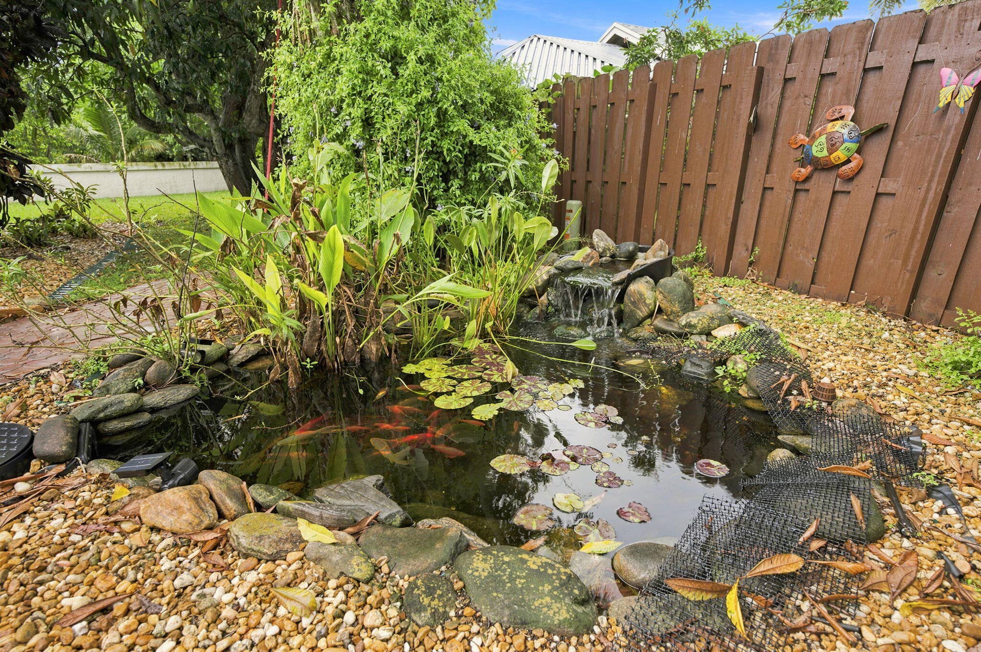 ACTIVE KOI POND