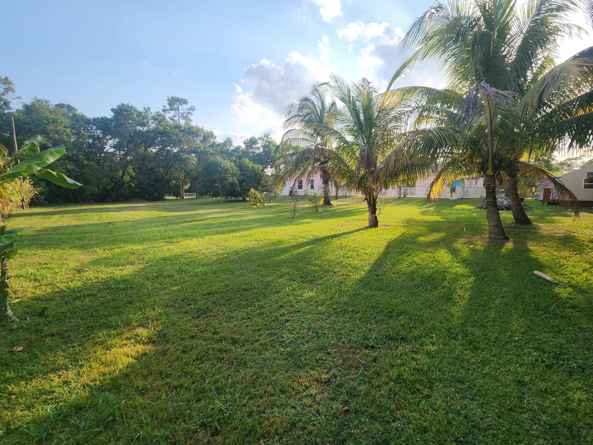 Expansive green lawn with mature palm trees and lush perimeter foliage