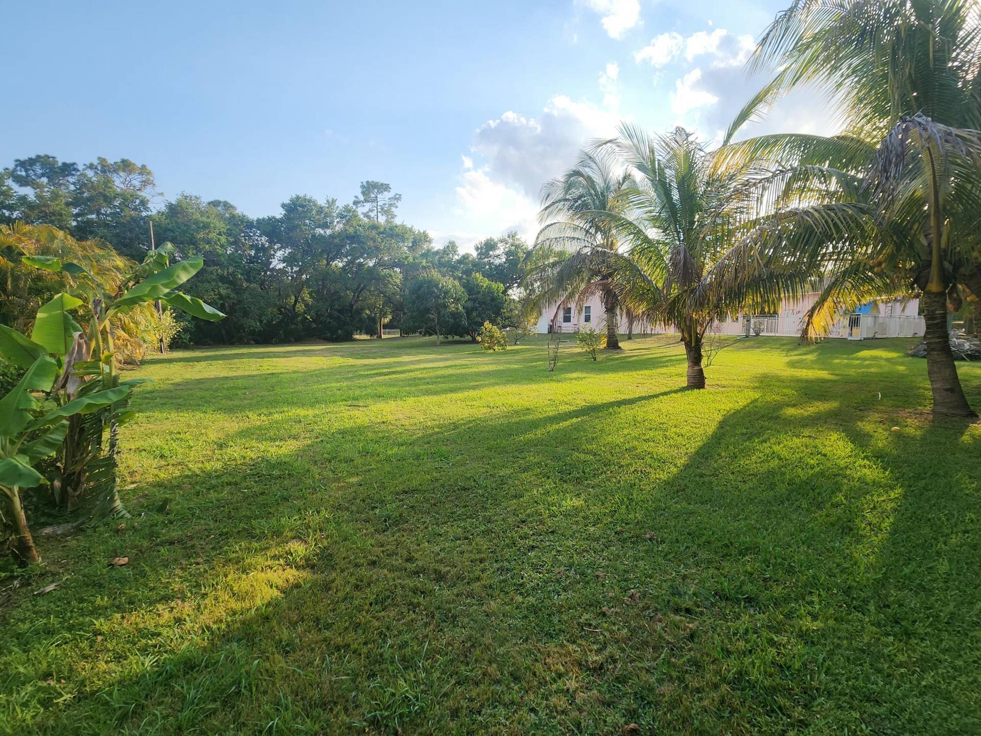 Expansive lawn area featuring numerous palm trees and a backdrop of mature foliage