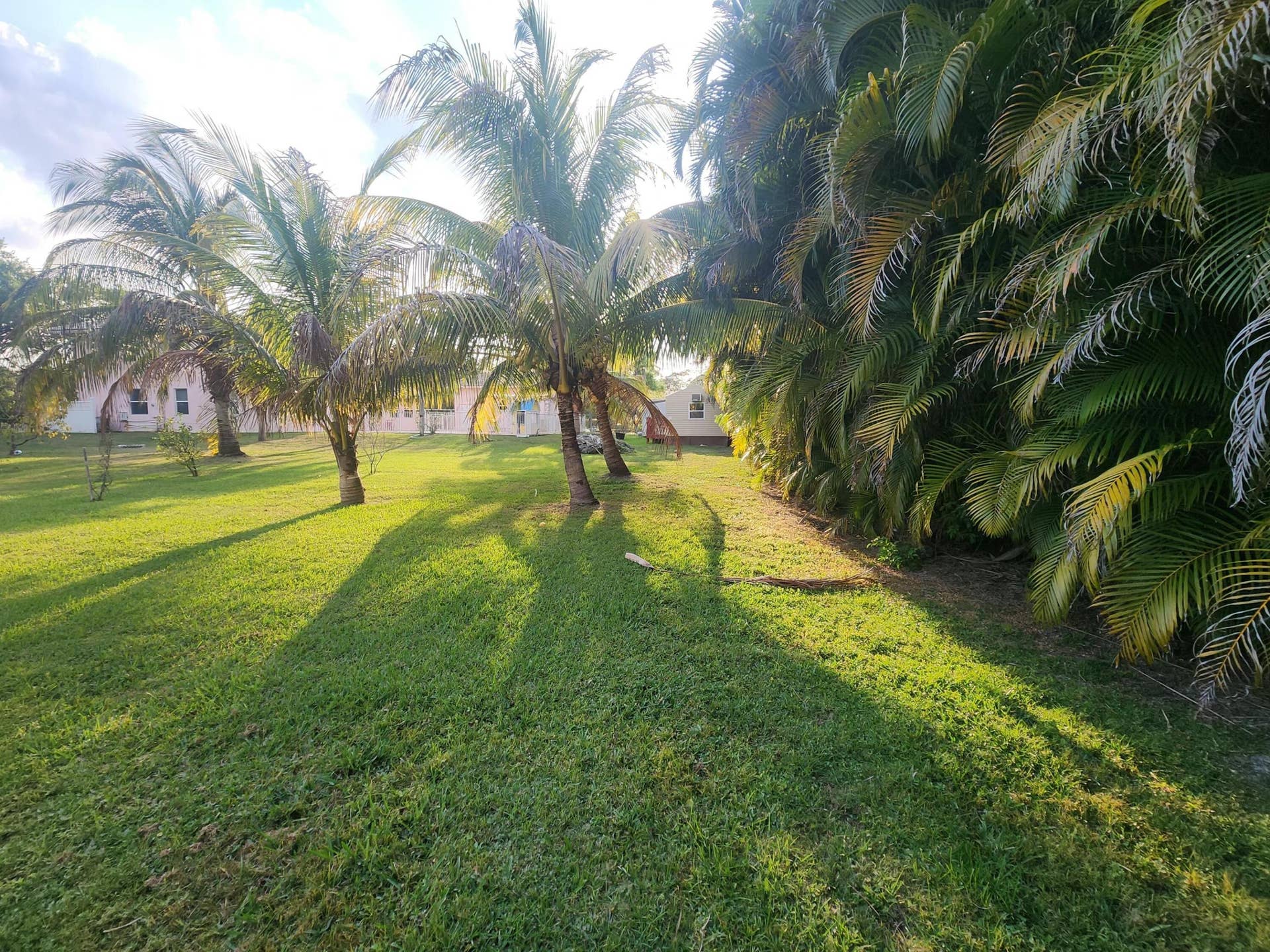 Expansive lawn area featuring multiple palm trees and dense perimeter foliage