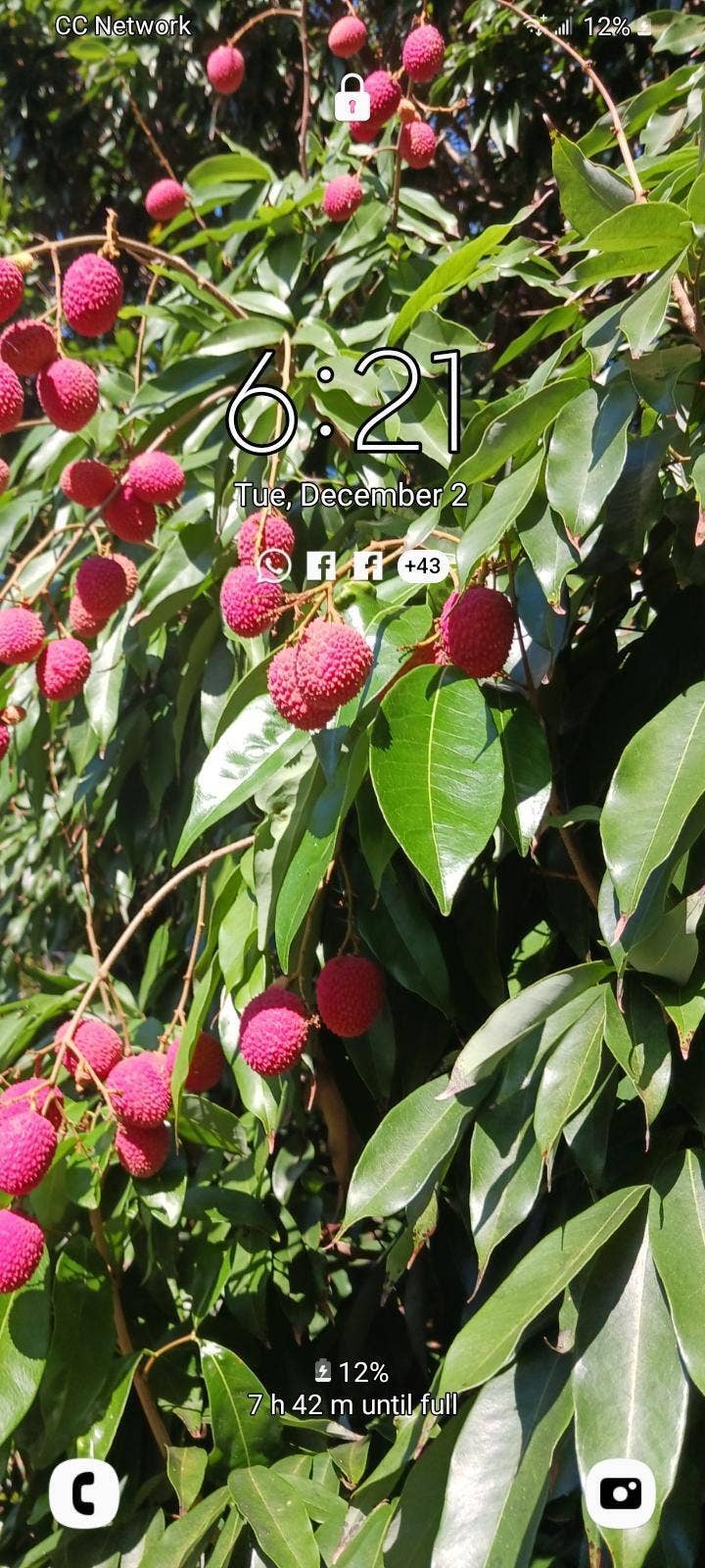 LYCHEE 4