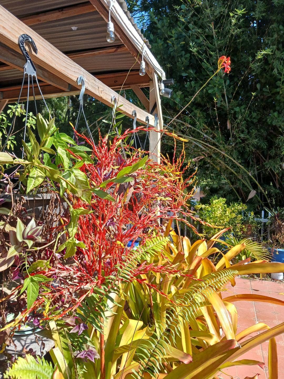 BACK YARD 5