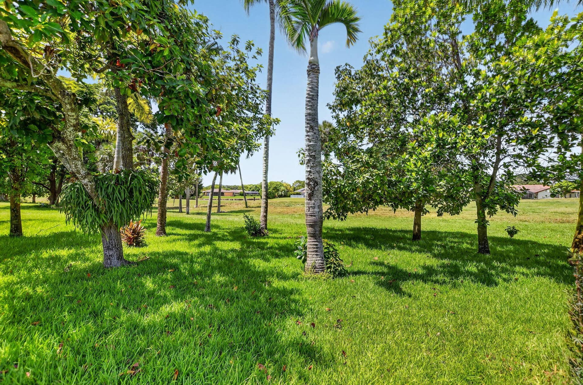 Expansive green lawn with mature trees and tropical foliage