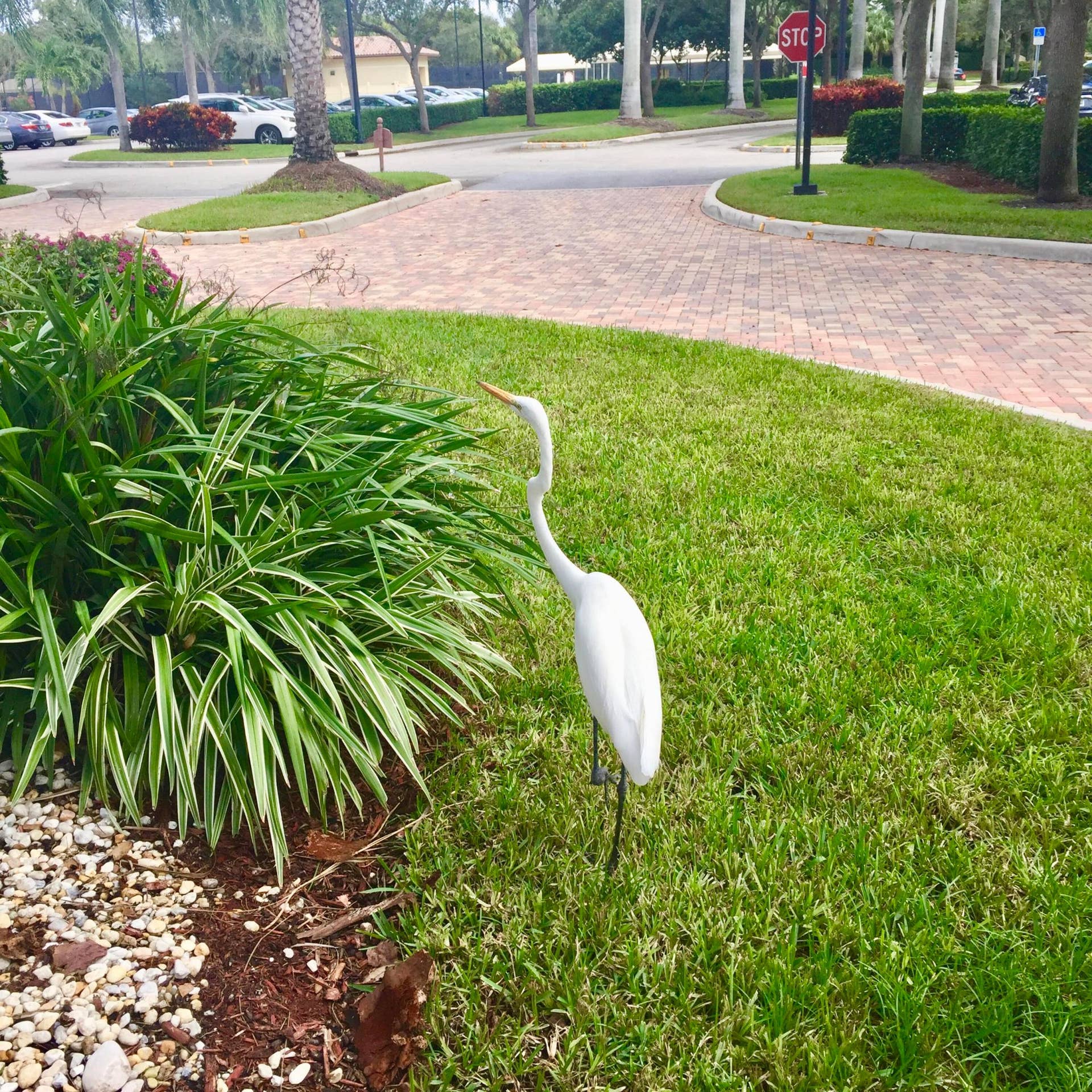 7326 Cortes Lake Drive, Delray Beach, FL 33446 LOCAL BIRDS GREET YOU!