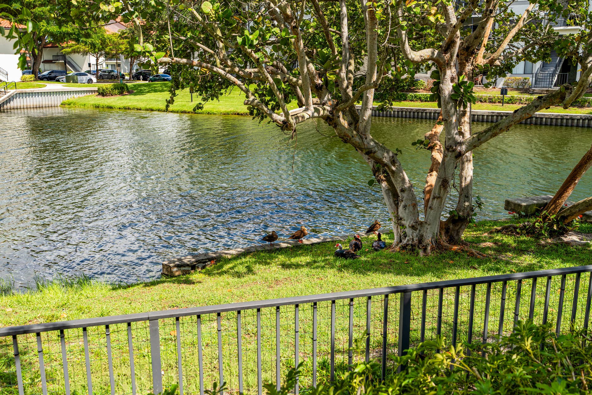 The lake has otters, turtles, ducks, swans, and a number of other birds. Its a real animal sanctuary!