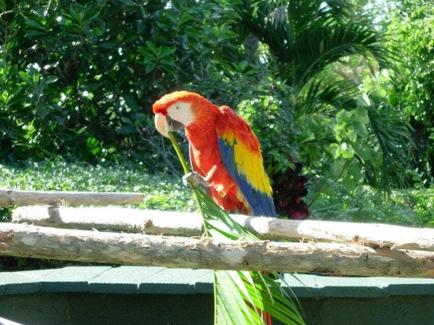 MASCOTTE