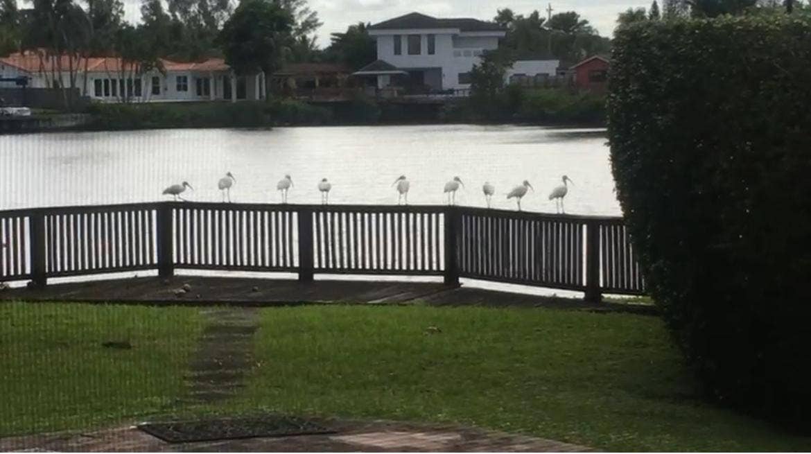 2390 NE 199th Street, Aventura, FL 33180 Nature Nature Nature !