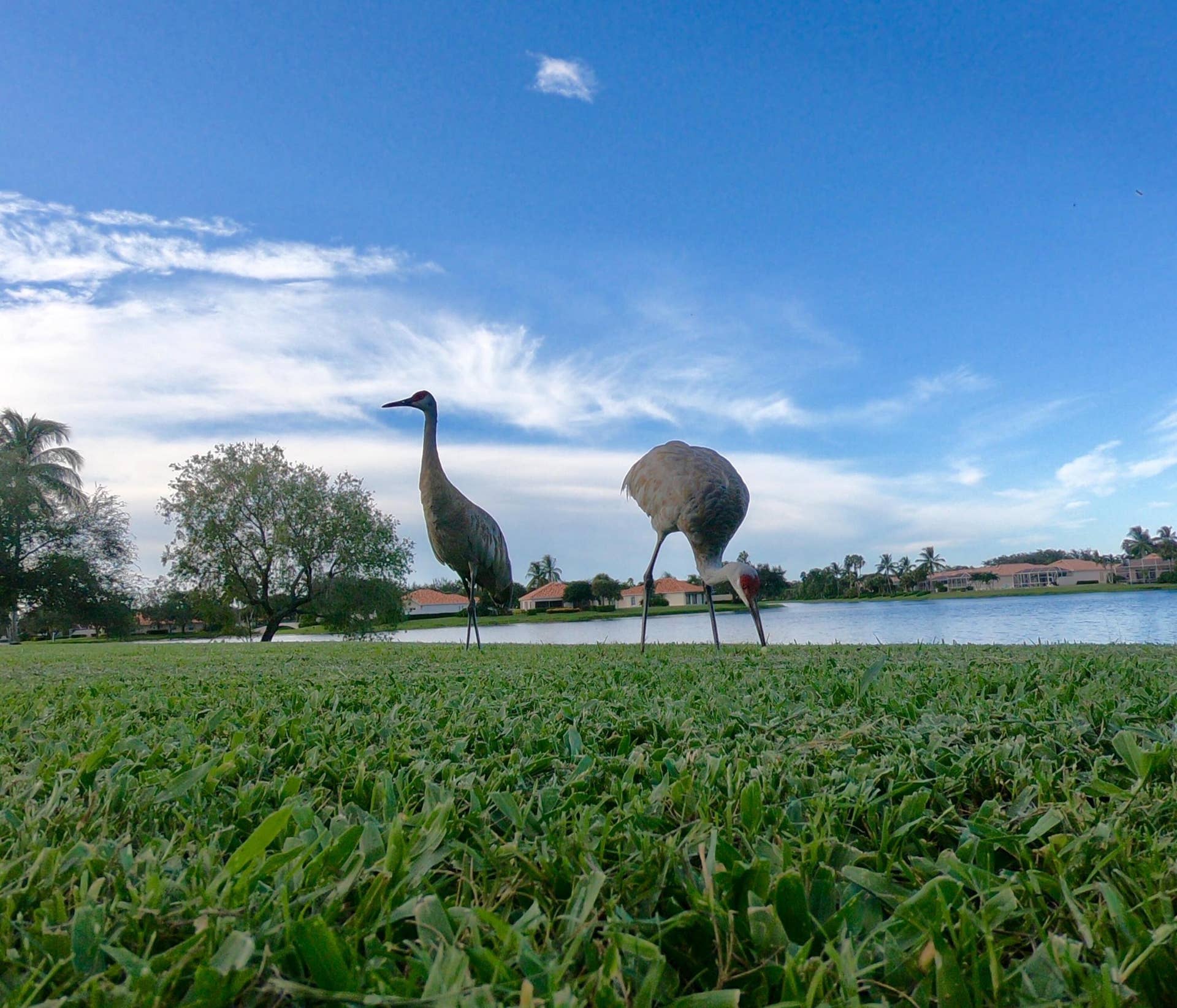 2171 Tigris Drive, West Palm Beach, FL 33411 Birds