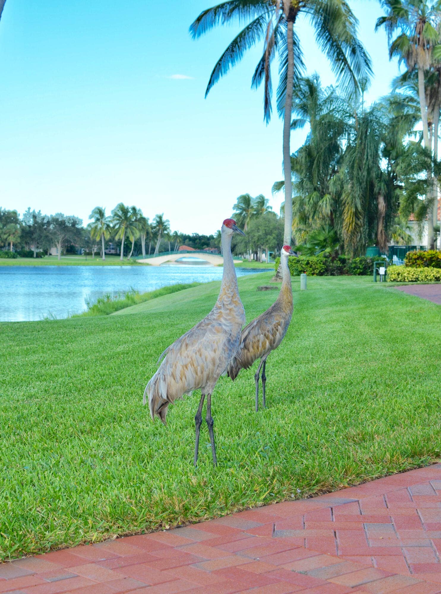 2171 Tigris Drive, West Palm Beach, FL 33411 Birds