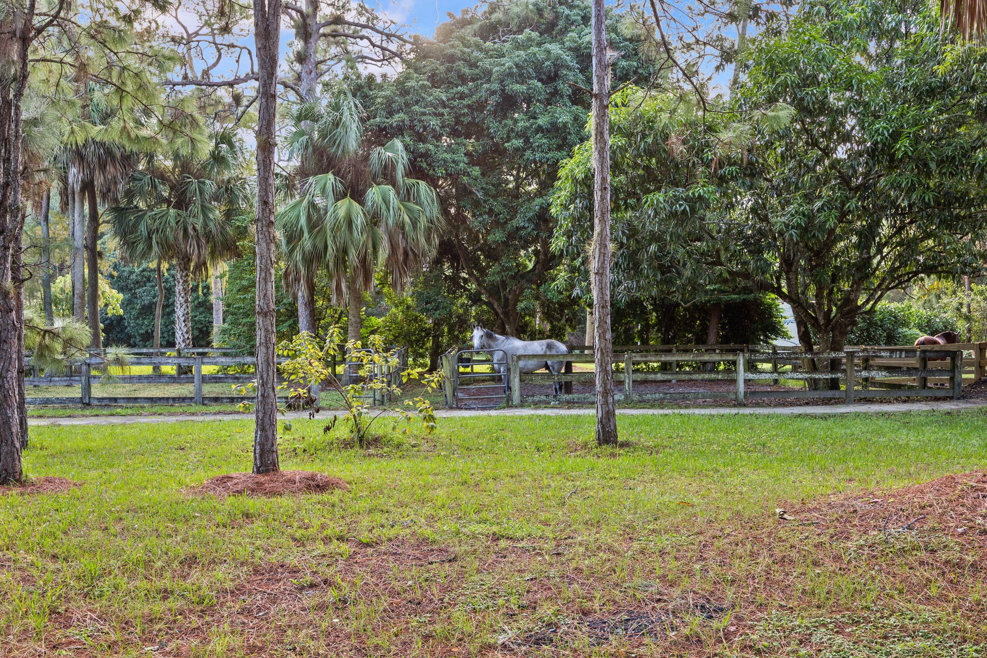 1711 Stallion Drive paddock view