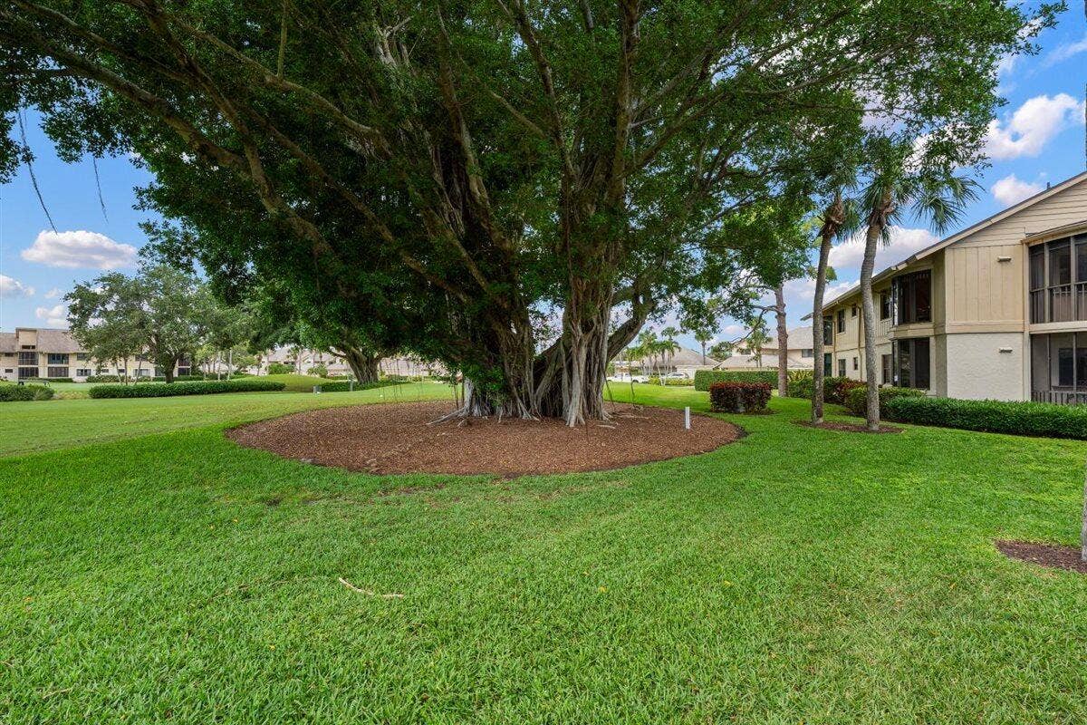Gorgeous Banyan Tree in View