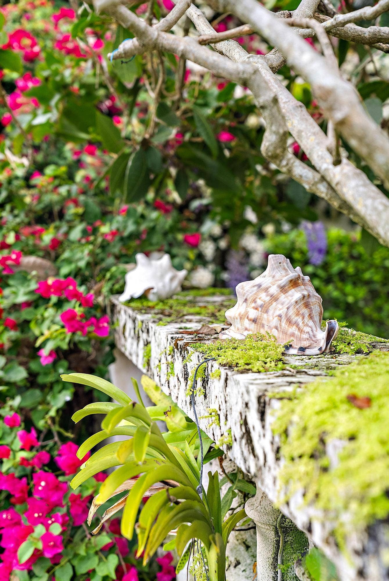 111 Via Del Lago, Palm Beach, FL 33480 32-CORAL WALLS