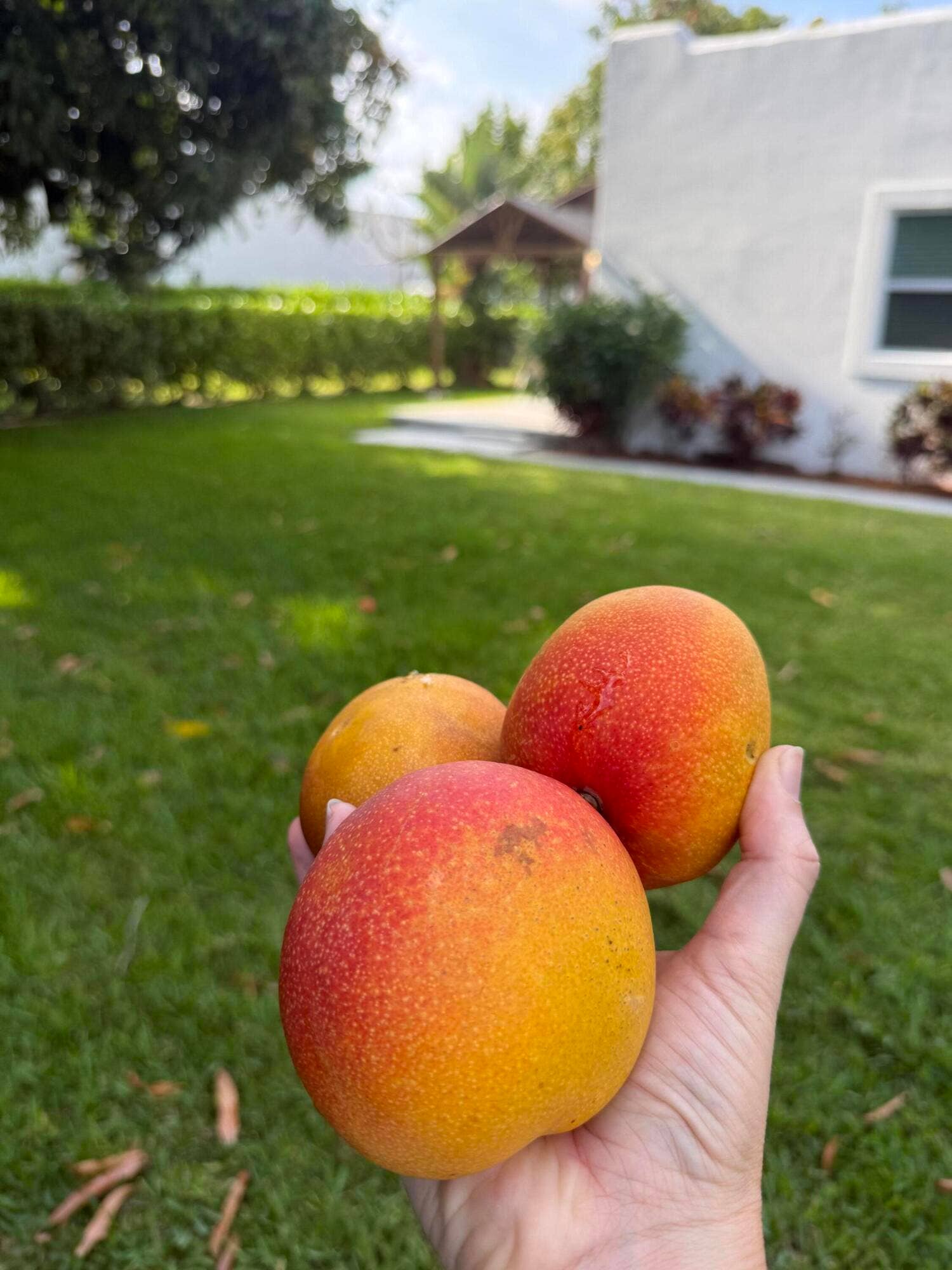 4104 GARDEN Avenue, West Palm Beach, West Palm Beach, FL 33405 Mangos