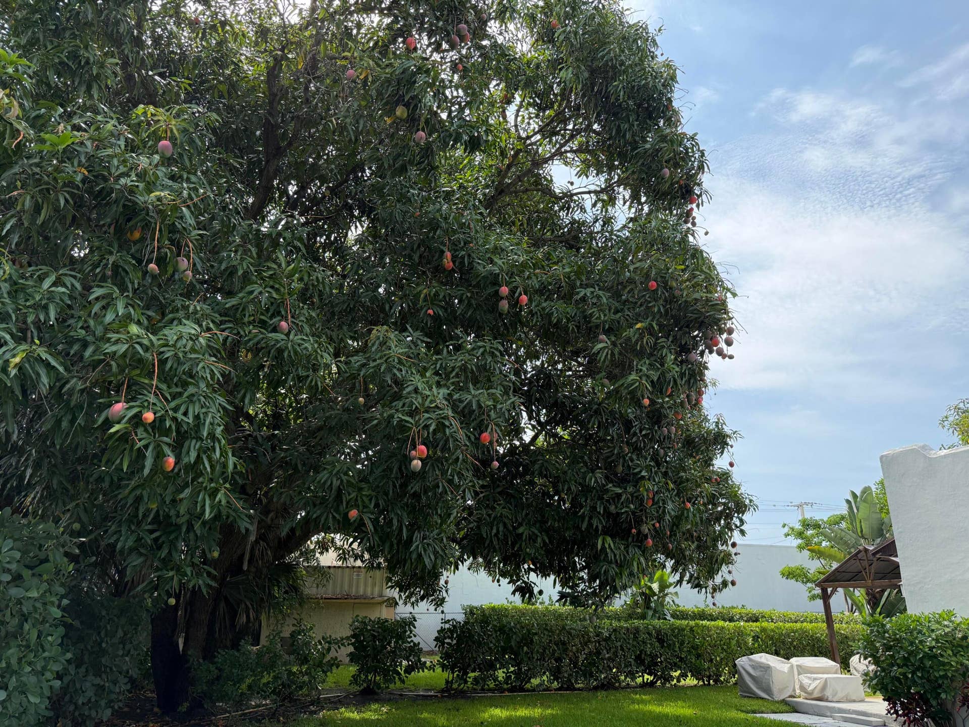 4104 GARDEN Avenue, West Palm Beach, West Palm Beach, FL 33405 Mango Tree