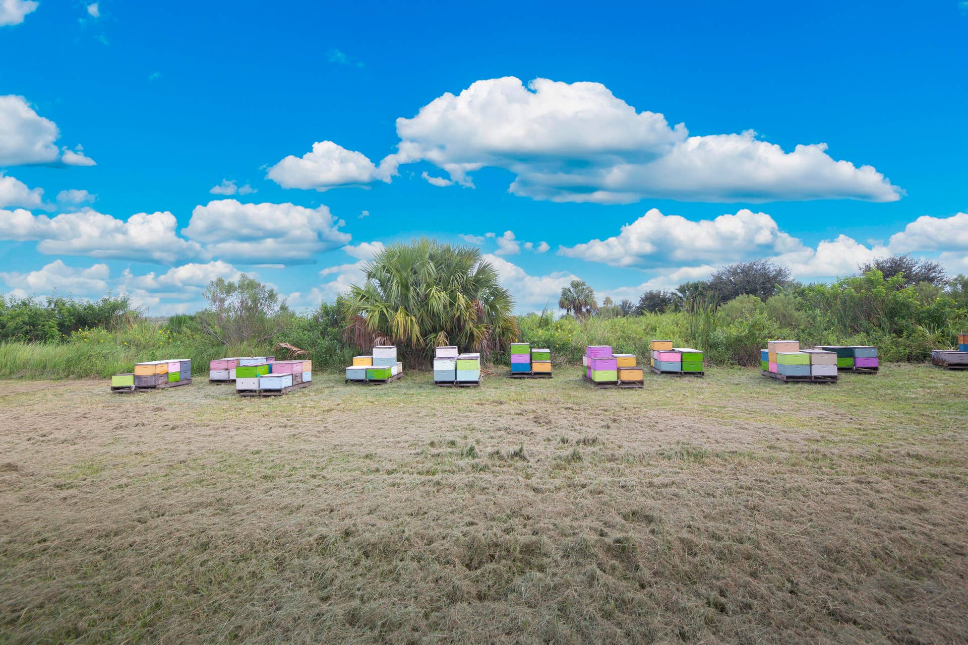 Beehives on the open acreage