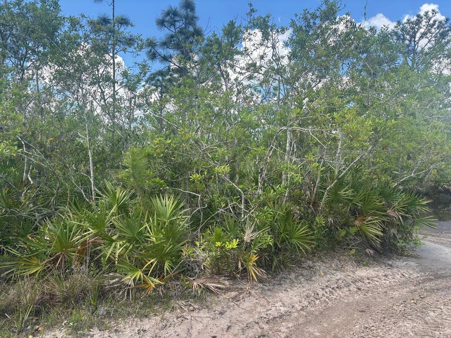 Property photo for 0 Holopaw Groves Road, St Cloud, FL