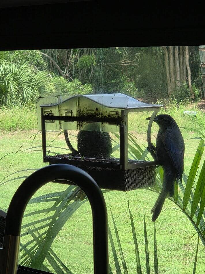 930 Rambling Drive Circle, #LITTLE RANCHES, Wellington, FL 33414 RV: Window bird feeders