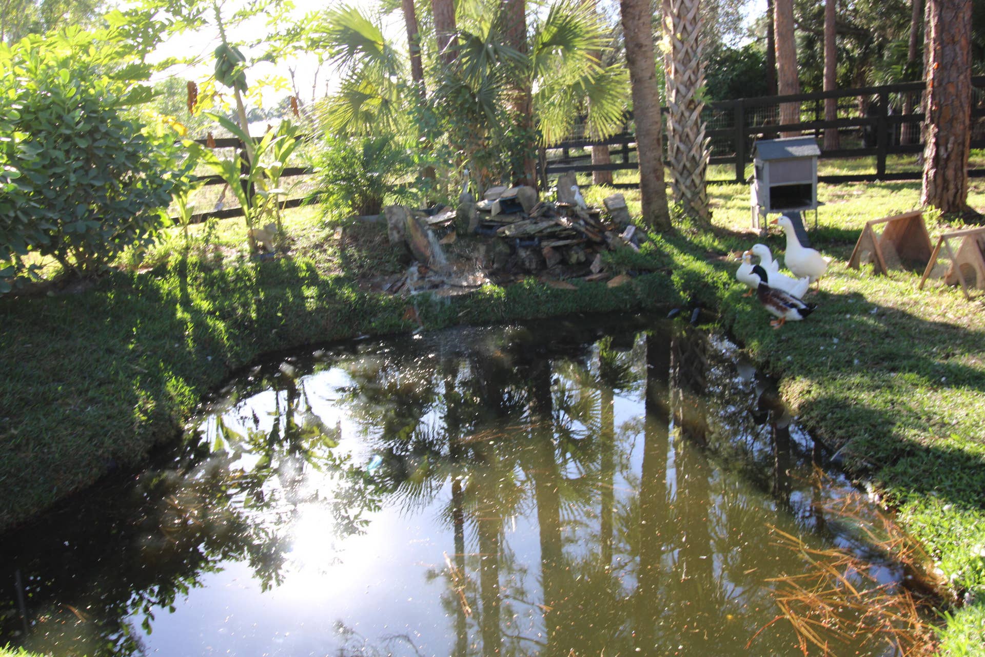 930 Rambling Drive Circle, #LITTLE RANCHES, Wellington, FL 33414 Duck pond with waterfall, fruit trees and paddock fence
