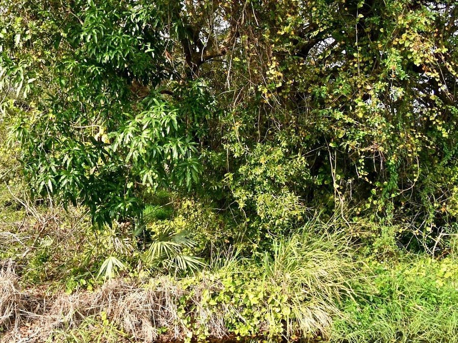 Property photo for Tbd N 37th Street, Fort Pierce, FL