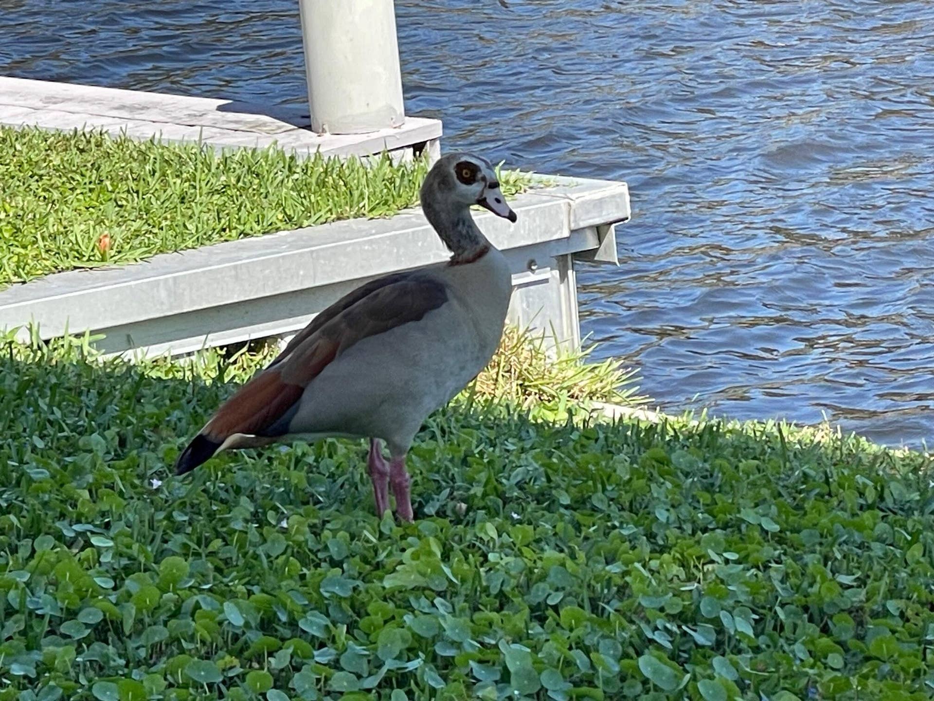 1304 SW 15TH Street, Boynton Beach, FL 33426 BIRDS OF ALL KINDS AND MORE!!
