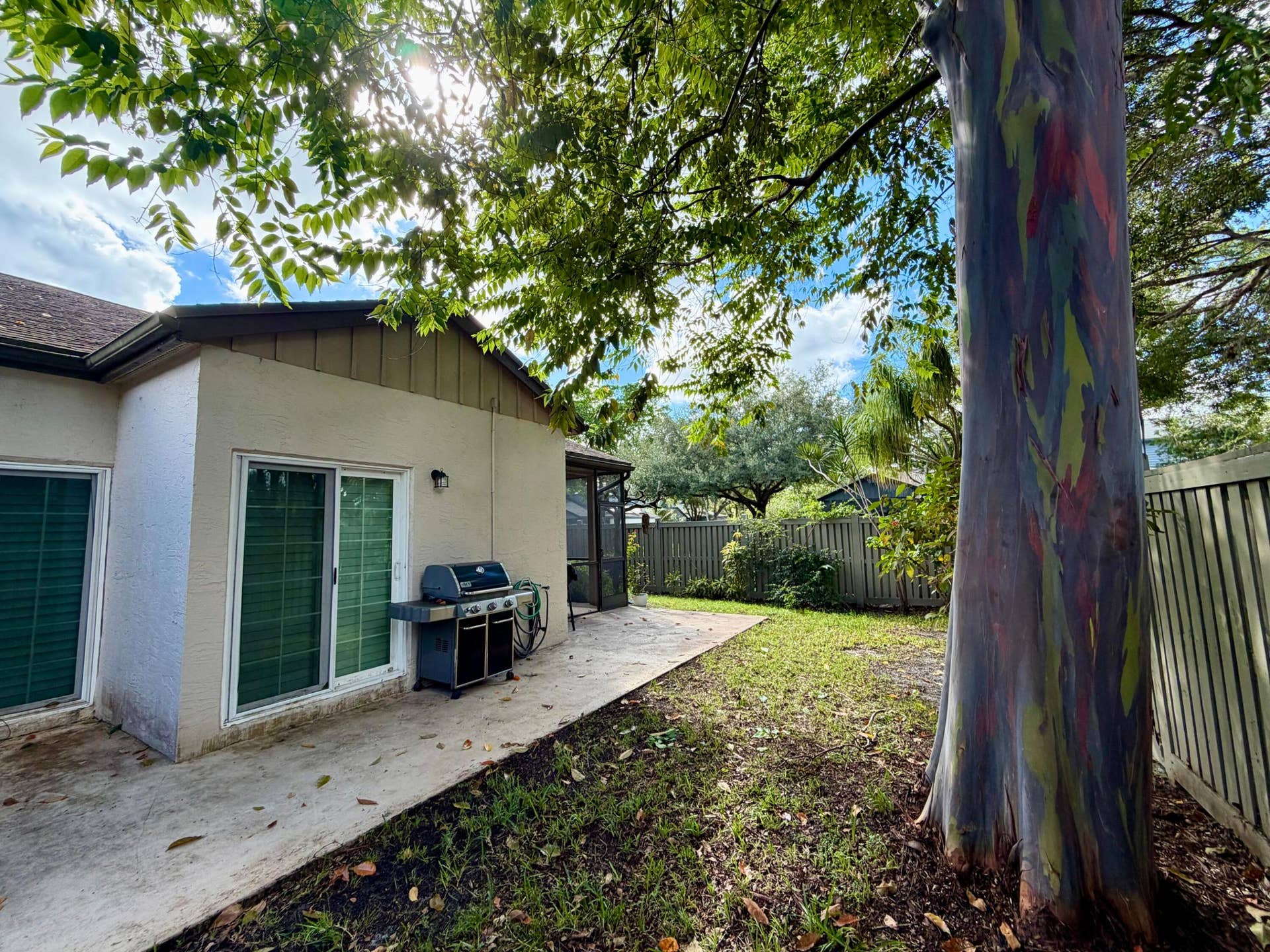 Backyard (with Rainbow Tree)